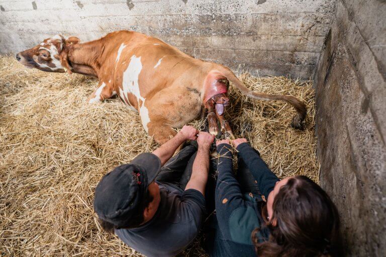 Kalbern Hansueli Häberli